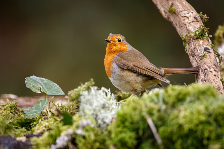Robin