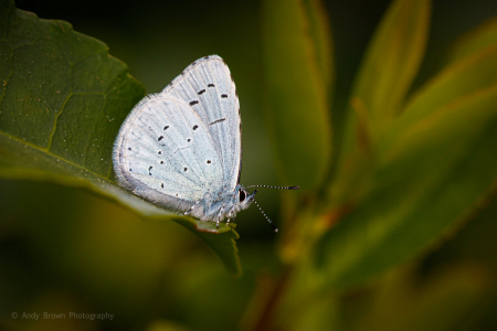 Holly Blue ♂️ (Explored 13 April 2020)