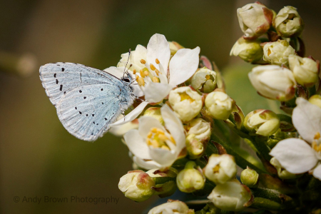 Holly Blue ♂️