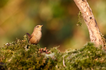 Wren