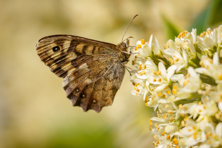 Speckled Wood