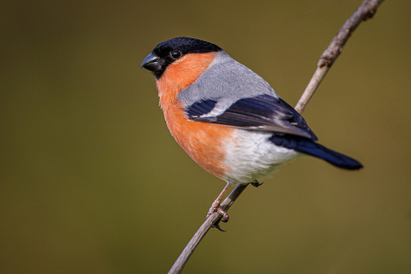 Bullfinch ♂️