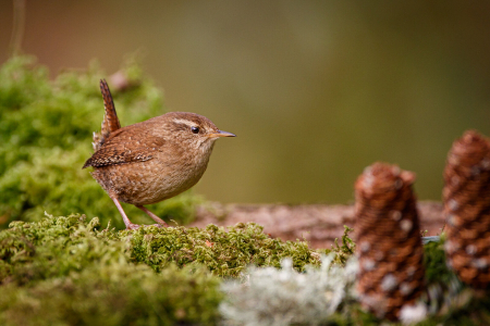 Wren