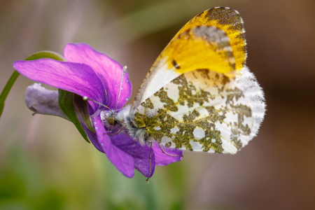 Orange Tip ♂️