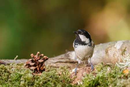 Coal Tit