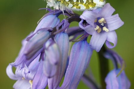 Orange Tip ♀️ (Explored 30 April 2020)