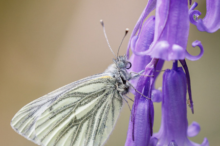 Green-veined White