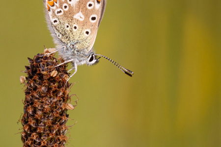 Common Blue ♀️ (Explored 19 May 2020)