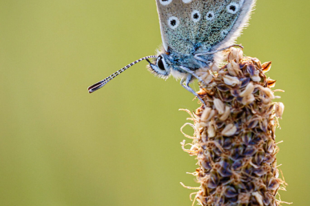 Common Blue ♂️