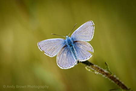 Common Blue ♂️