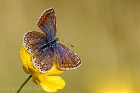Common Blue ♀️