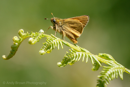 Large Skipper (Explored 4 June 2020)