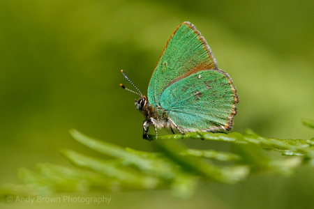 Green Hairstreak