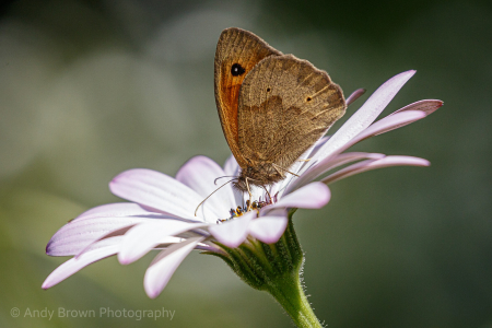 Meadow Brown