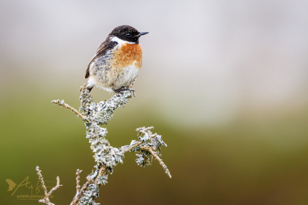 Stonechat (male)