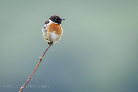 Stonechat (male)