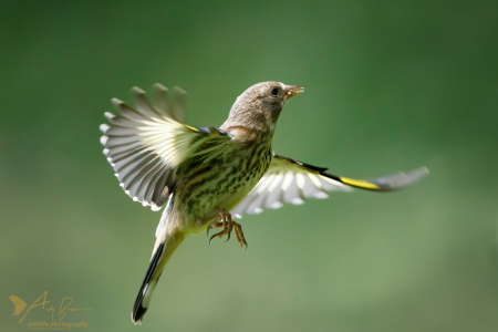 Goldfinch (juvenile)