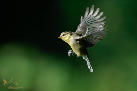 Blue Tit (juvenile)