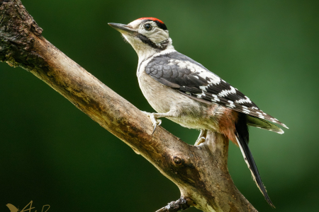 Great Spotted Woodpecker (juvenile)