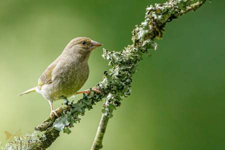 Greenfinch (juvenile)
