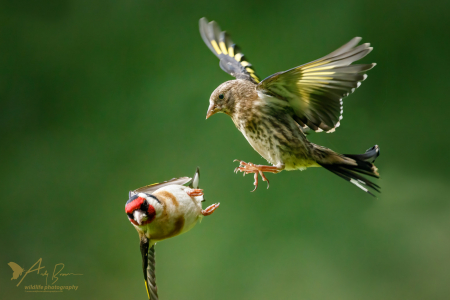 Goldfinches