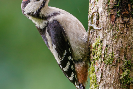 Great Spotted Woodpecker (juvenile)