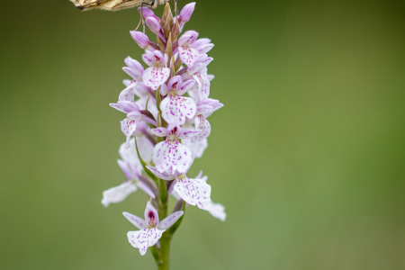 Marbled White (female)