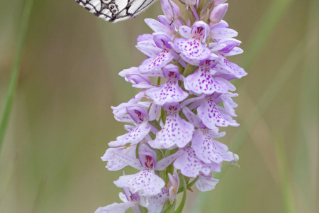 Marbled White (male)