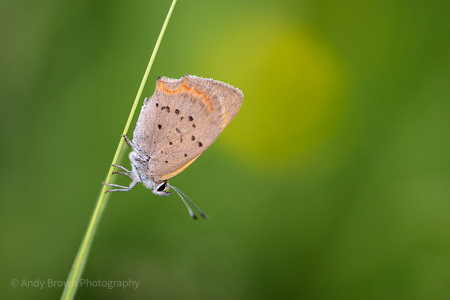 Small Copper