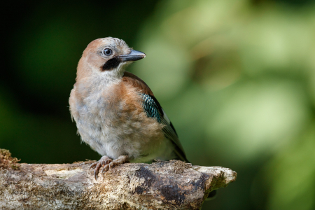 Jay