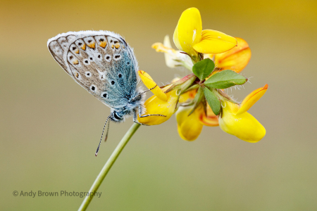 Common Blue ♂️