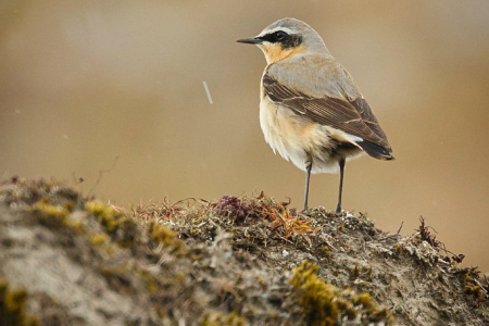Wheatear (male)