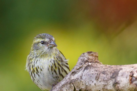 Siskin (female)