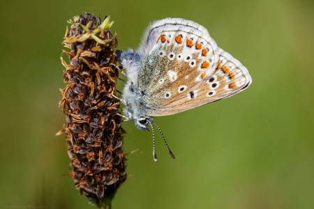 Common Blue ♀️ (in Explore 12 June 2021)