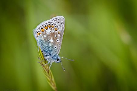 Common Blue ♂️