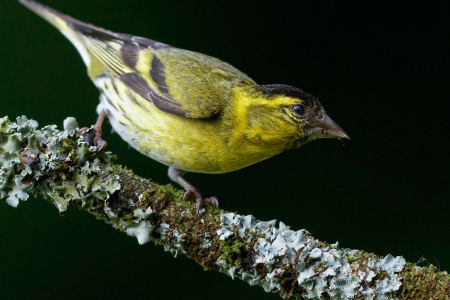 Siskin ♂️