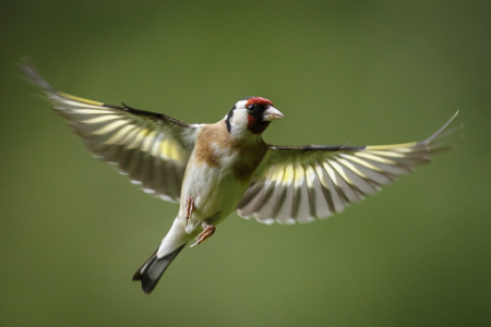 Goldfinch