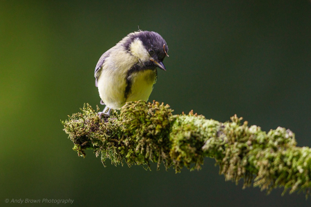 Great Tit (juvenile)