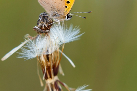 Small Copper