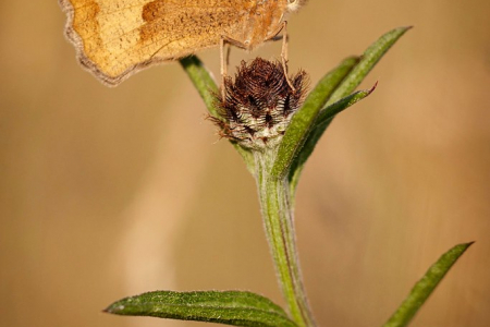 Meadow Brown