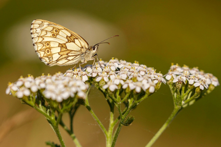 Marbled White ♀️ (in Explore 15 August 2021)