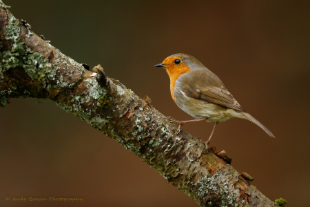 Robin