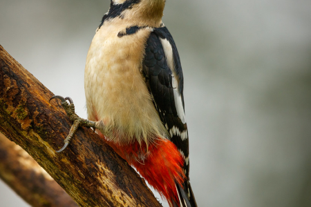 Great Spotted Woodpecker