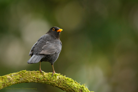 Blackbird & bokeh
