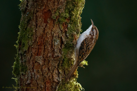 Treecreeper