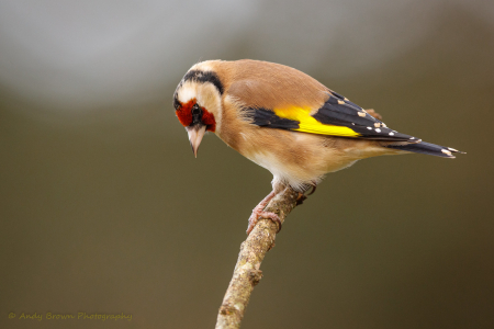 Goldfinch