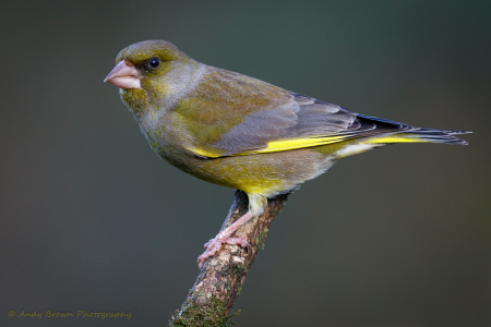 Greenfinch