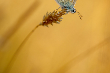 Common Blue (male) (in Explore 4 Sept 2022)