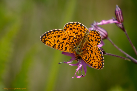 British Butterflies & Moths
