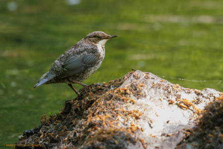 Juvenile Dipper